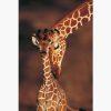 Αφίσες Άγρια Ζώα – Tenderness, Giraffe and Calf