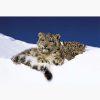 Αφίσες Άγρια Ζώα – Two Young Snow Leopards