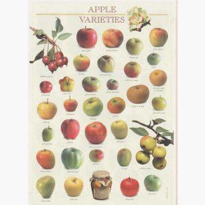 Εκπαιδευτικές Αφίσες - Apple Varieties