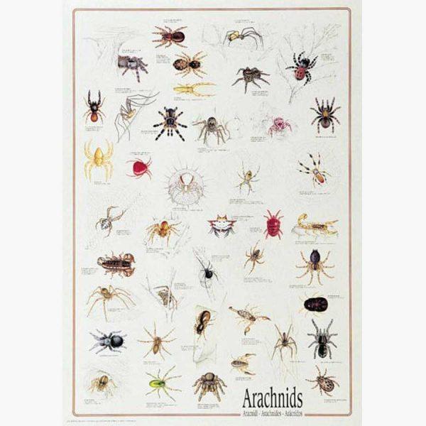 Εκπαιδευτικές Αφίσες - Arachnids