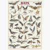 Εκπαιδευτικές Αφίσες – Bats