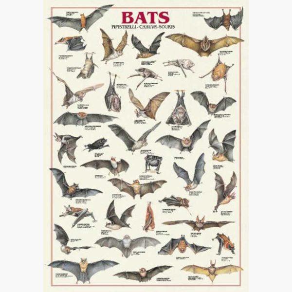 Εκπαιδευτικές Αφίσες - Bats