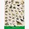 Εκπαιδευτικές Αφίσες – Field and Garden Birds
