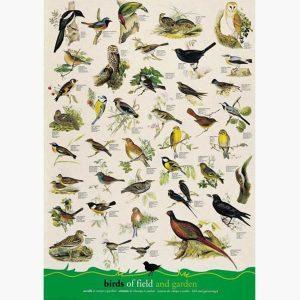 Εκπαιδευτικές Αφίσες - Field and Garden Birds