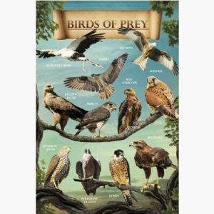 Εκπαιδευτικές Αφίσες - Birds of Prey