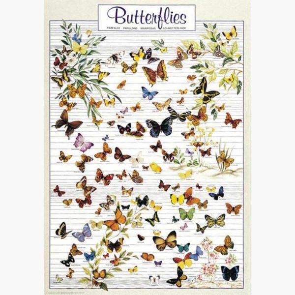 Εκπαιδευτικές Αφίσες - Butterflies