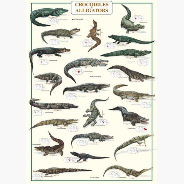 Εκπαιδευτικές Αφίσες - Crocodiles and Aligators