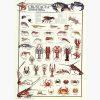 Εκπαιδευτικές Αφίσες – Crustacea