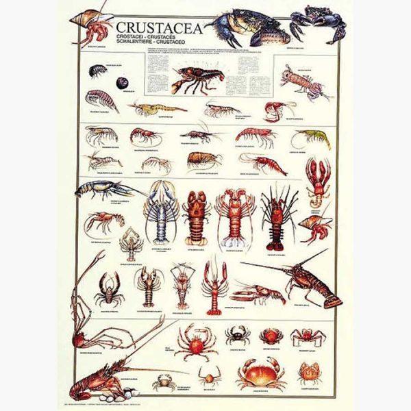 Εκπαιδευτικές Αφίσες - Crustacea
