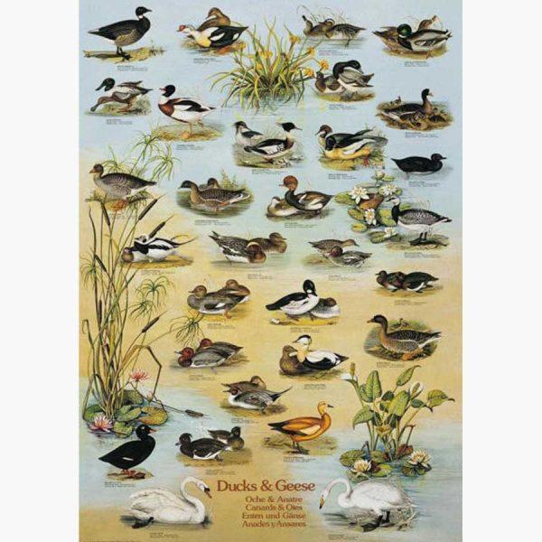 Εκπαιδευτικές Αφίσες - Ducks and Geese