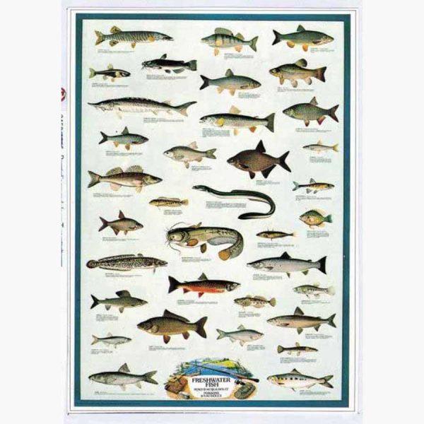 Εκπαιδευτικές Αφίσες - Freshwater Fish