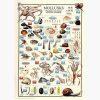 Εκπαιδευτικές Αφίσες – Mollusks