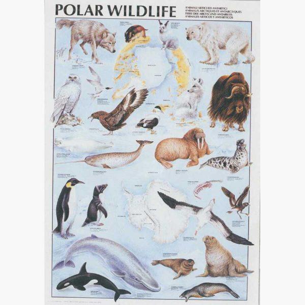 Εκπαιδευτικές Αφίσες - Polar Wildlife