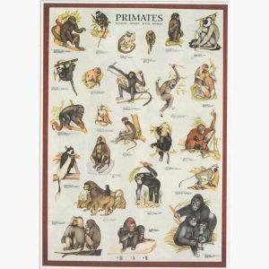 Εκπαιδευτικές Αφίσες - Primates