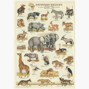 Εκπαιδευτικές Αφίσες - Savannah Wildlife
