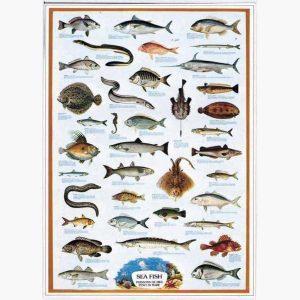 Εκπαιδευτικές Αφίσες - Sea Fish