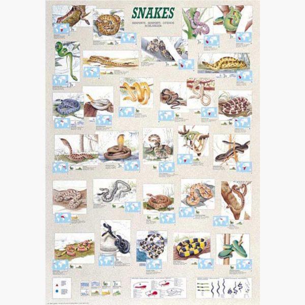 Εκπαιδευτικές Αφίσες - Snakes