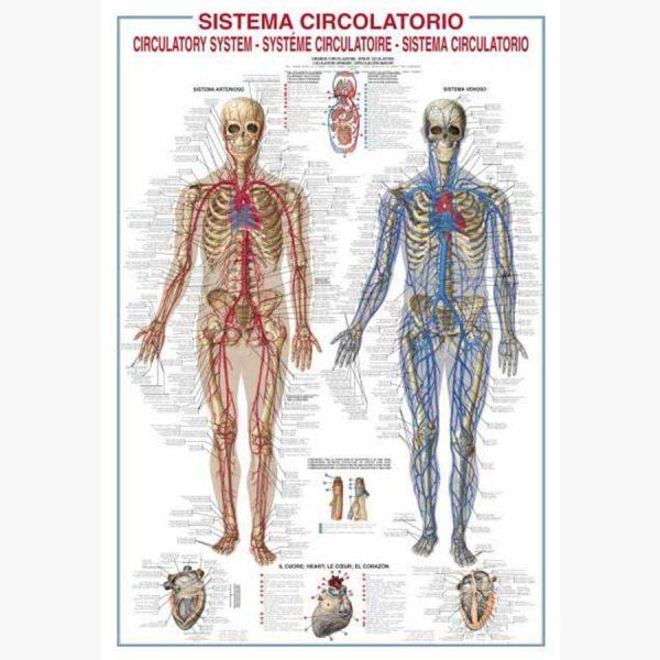 Εκπαιδευτικές Αφίσες - Circulatory System