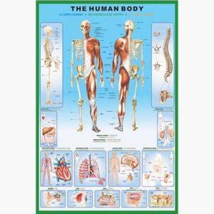 Εκπαιδευτικές Αφίσες - The Human Body and it's Organs