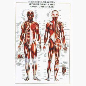 Εκπαιδευτικές Αφίσες - The Muscular System