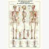 Εκπαιδευτικές Αφίσες – The Skeletal System