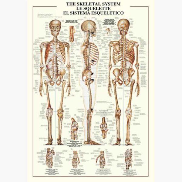 Εκπαιδευτικές Αφίσες - The Skeletal System