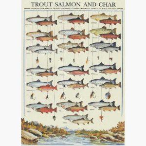 Εκπαιδευτικές Αφίσες - Trout, Salmon and Char
