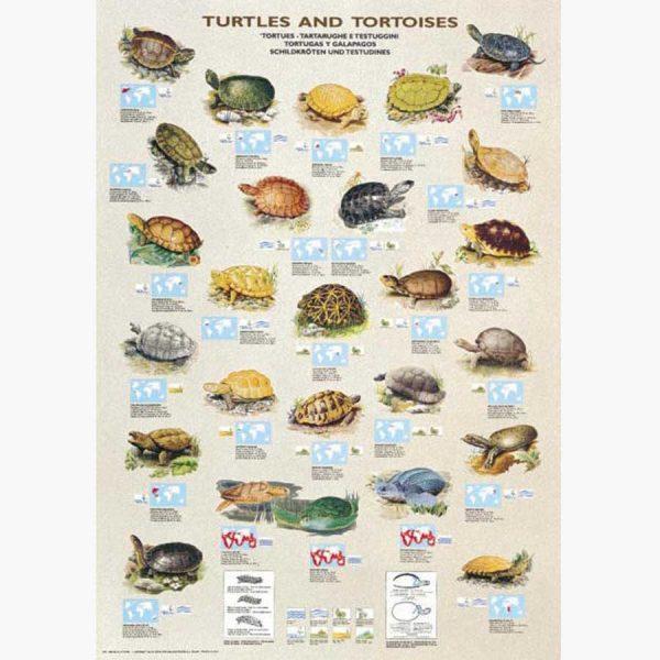 Εκπαιδευτικές Αφίσες - Turtles and Turtoises