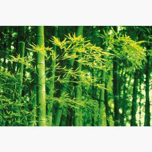 Φωτοταπετσαρίες – Dave Brullmann Bamboo in Spring