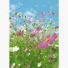 Φωτοταπετσαρίες – Flower Meadow