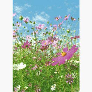 Φωτοταπετσαρίες - Flower Meadow