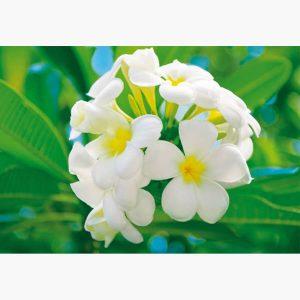 Φωτοταπετσαρίες – Frangipani Blossoms