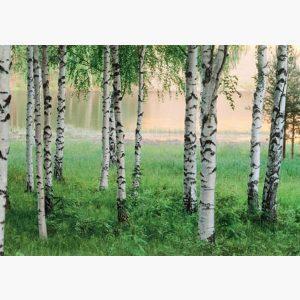 Φωτοταπετσαρίες – Nordic Forest