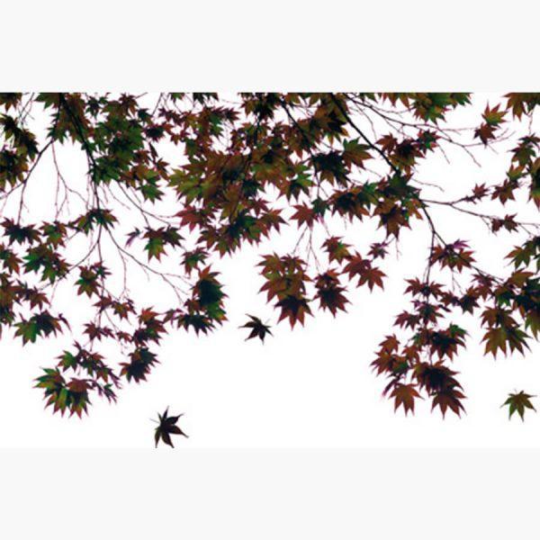 Φωτοταπετσαρίες – Dave Brullmann Autumn Leaves