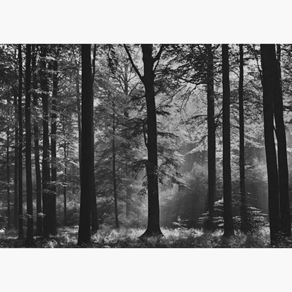 Φωτοταπετσαρίες – Mystical Woodland