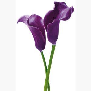 Φωτοταπετσαρίες – Innes Purple Callas