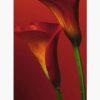 Φωτοταπετσαρίες – Red Calla Lilies