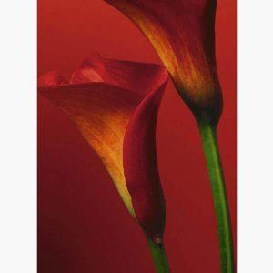 Φωτοταπετσαρίες - Red Calla Lilies