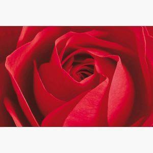 Φωτοταπετσαρίες – Photography Collection L'important c'est la Rose