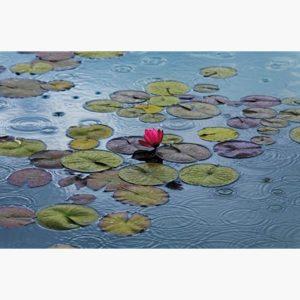 Φωτοταπετσαρίες – Hank Gans Waterlilies
